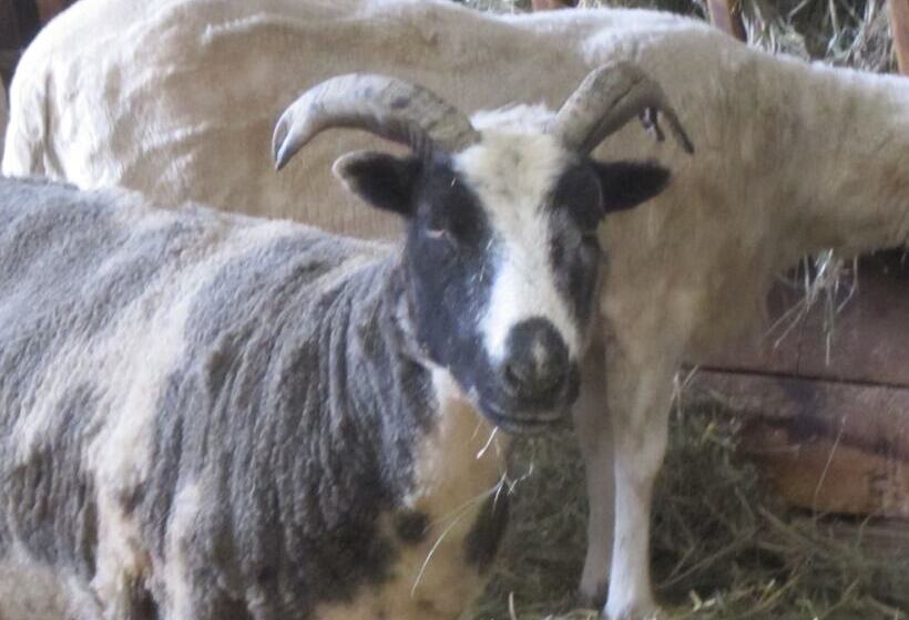 The Ginger Cat Bed & Breakfast