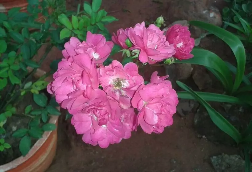 تختخواب و صبحانه Nueva Alborada Lodging House