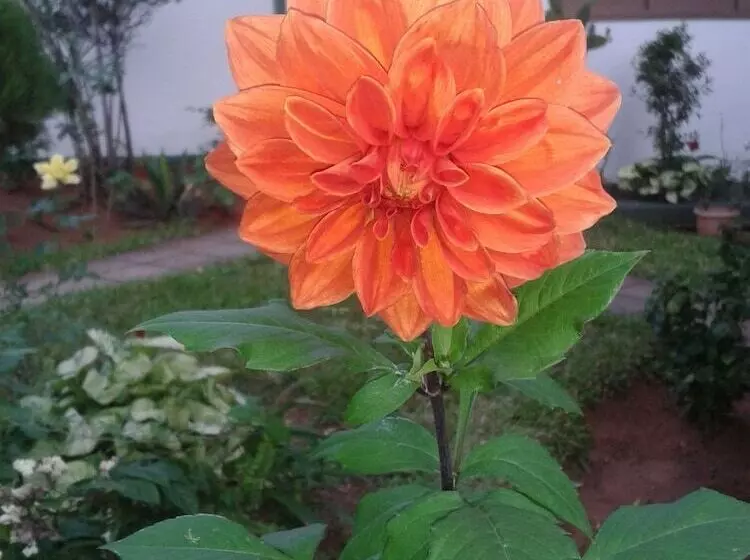 تختخواب و صبحانه Nueva Alborada Lodging House