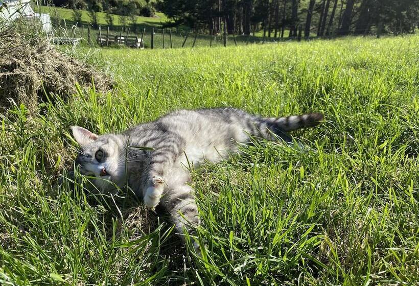 住宿加早餐 Pukeatua Farmstay