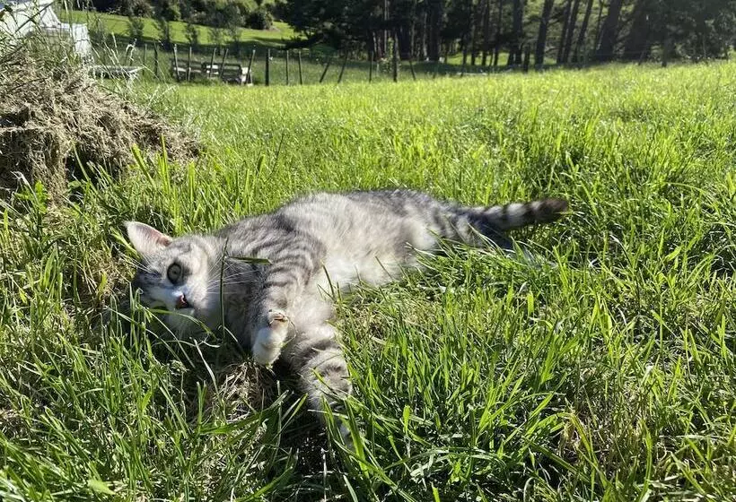 Aamiaismajoitus (B&B) Pukeatua Farmstay