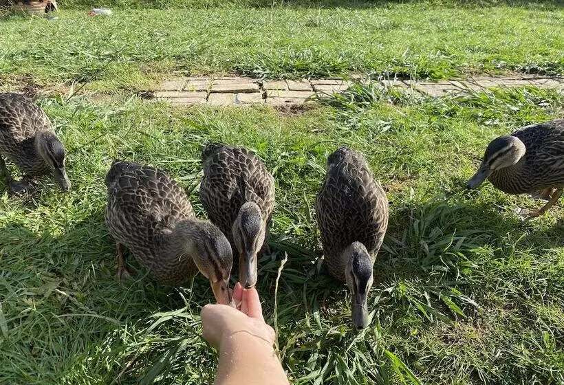 Aamiaismajoitus (B&B) Pukeatua Farmstay