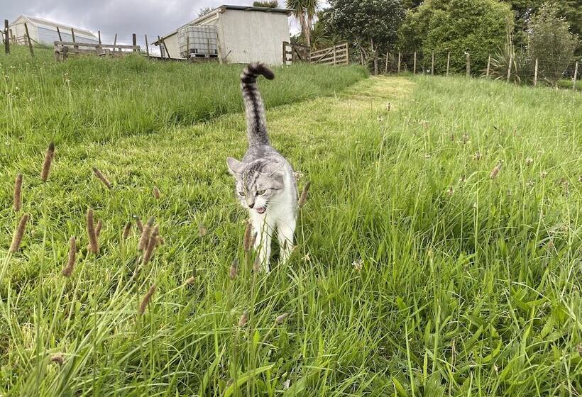 住宿加早餐 Pukeatua Farmstay