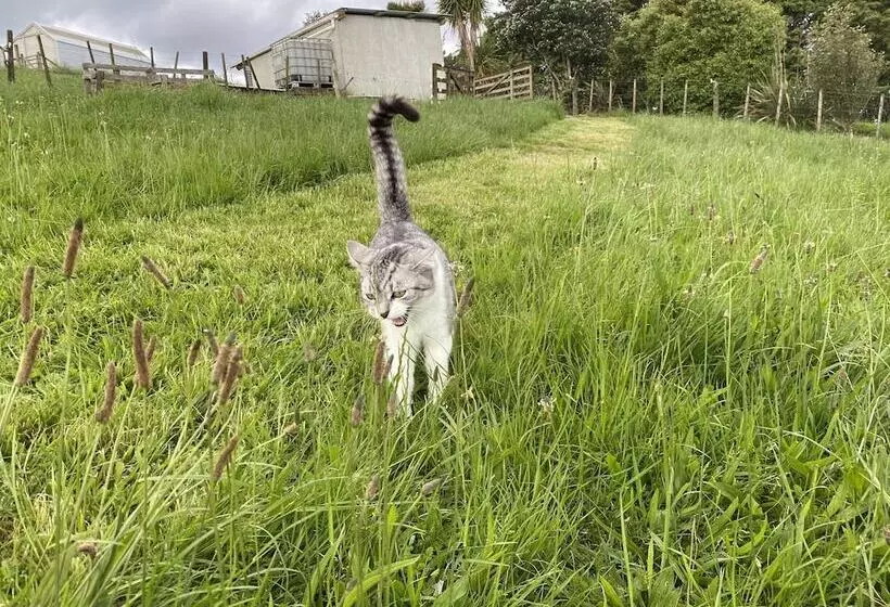 Aamiaismajoitus (B&B) Pukeatua Farmstay
