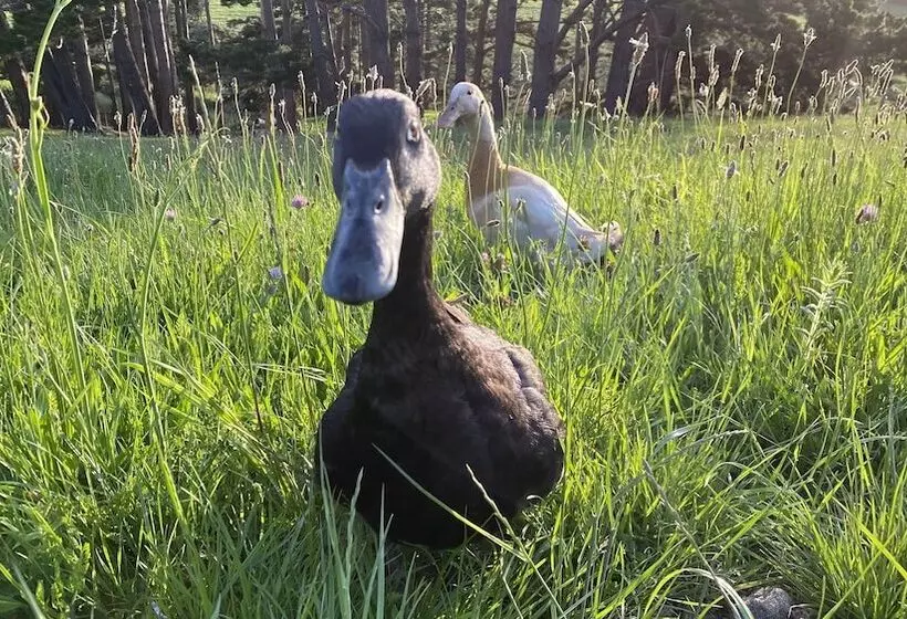 Aamiaismajoitus (B&B) Pukeatua Farmstay