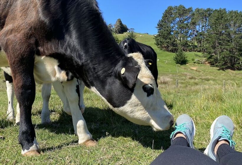 住宿加早餐 Pukeatua Farmstay