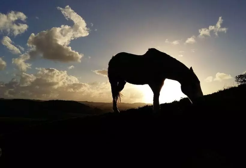 Aamiaismajoitus (B&B) Pukeatua Farmstay