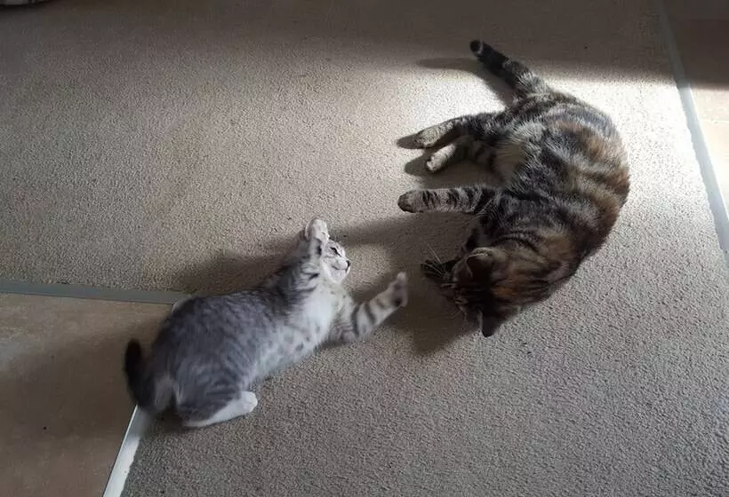 Aamiaismajoitus (B&B) Pukeatua Farmstay