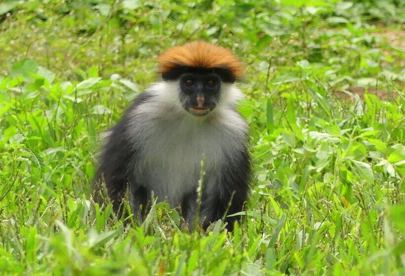 Hotel Udzungwa Forest Camp