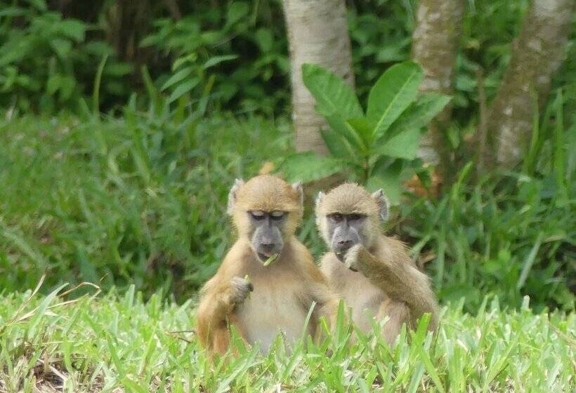 Hotel Udzungwa Forest Camp