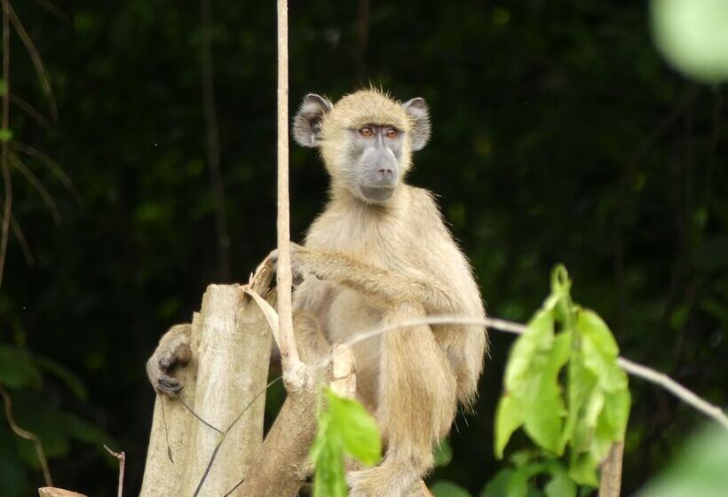 Hotel Udzungwa Forest Camp
