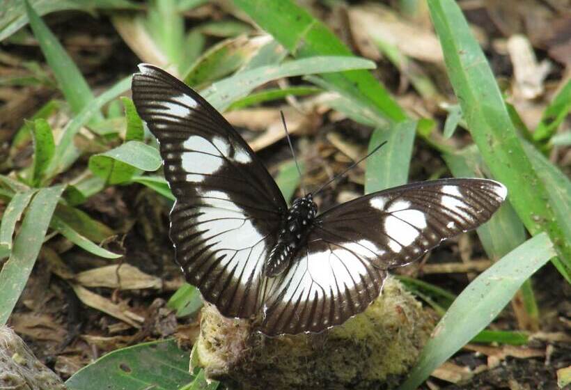 Hotel Udzungwa Forest Camp