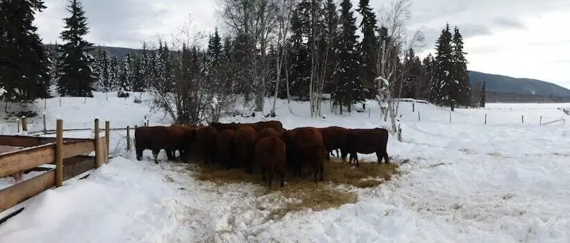田舎風ホテル Nakiska Ranch
