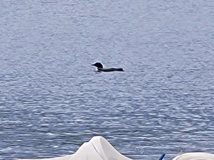 مبيت وإفطار Mooseberry Cabin, Willow Ak