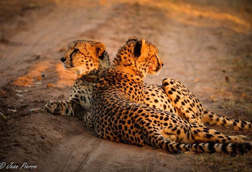 בית מלון כפרי Honeyguide Ranger Camp