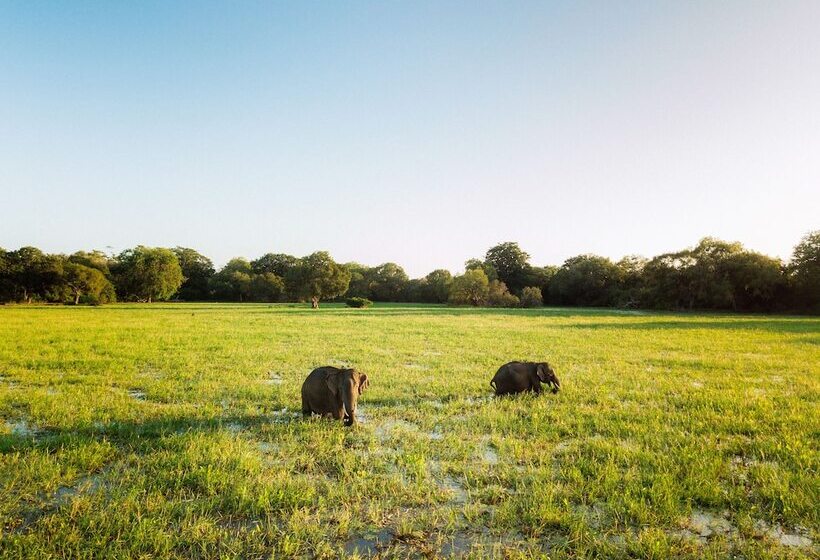 فندق Yala Safari Camping