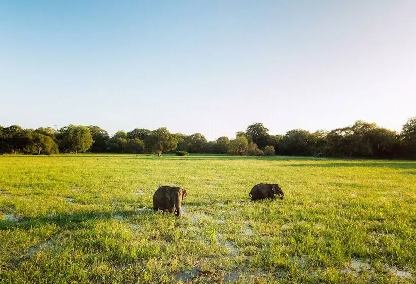 فندق Yala Safari Camping