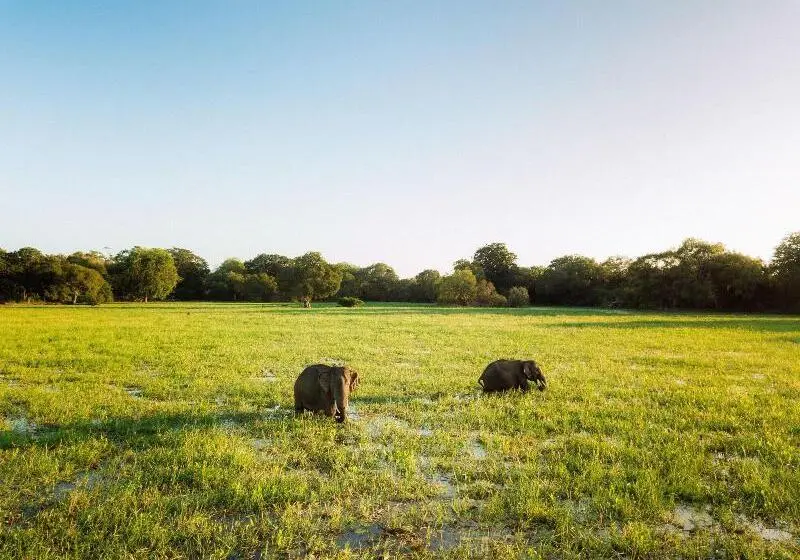 ホテル Yala Safari Camping