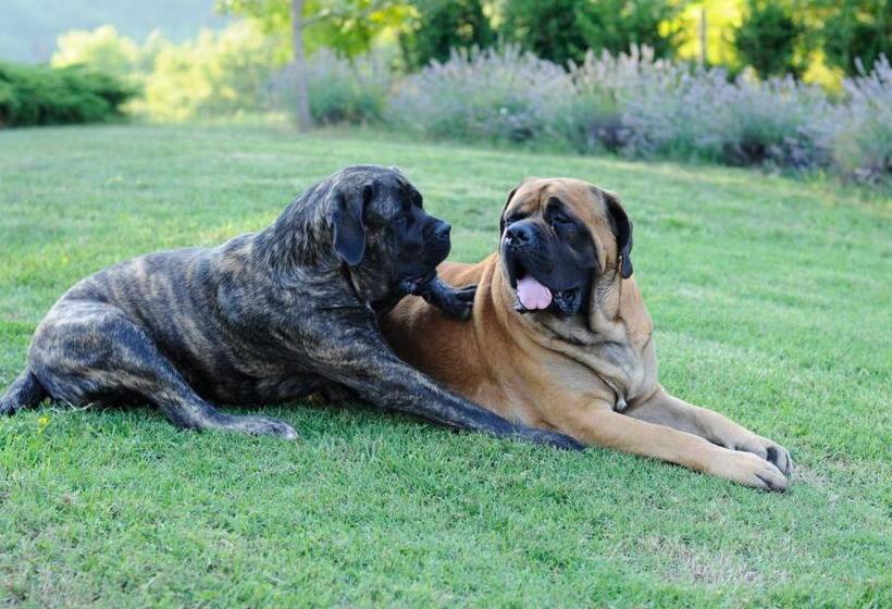 بنسيون Château Du Besset