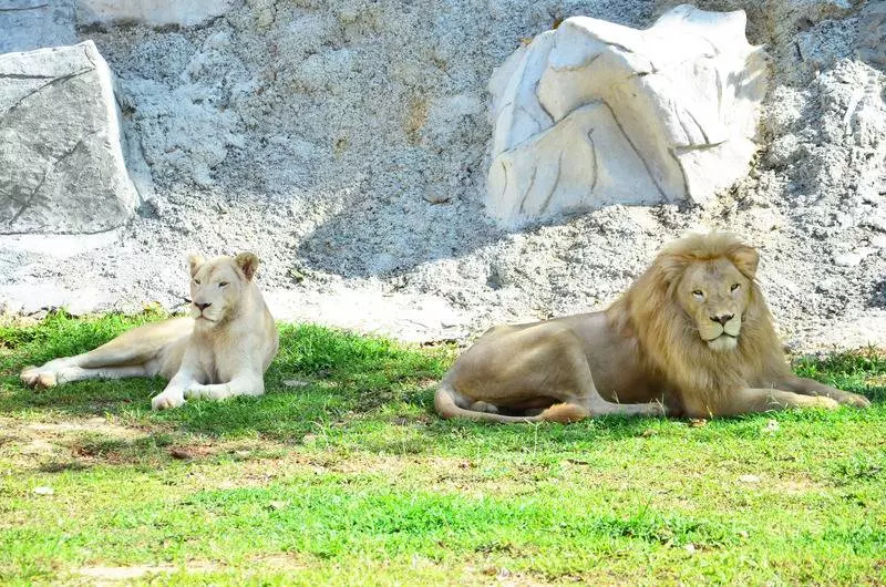 Hotel Arabian Bay Resort   Bukit Gambang Resort City