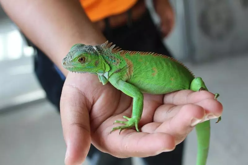 Hotel Arabian Bay Resort   Bukit Gambang Resort City
