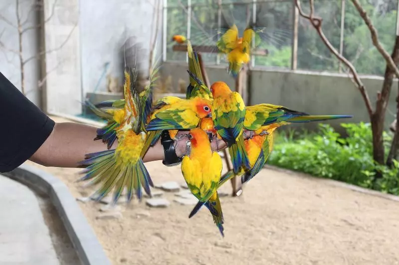 Hotel Arabian Bay Resort   Bukit Gambang Resort City