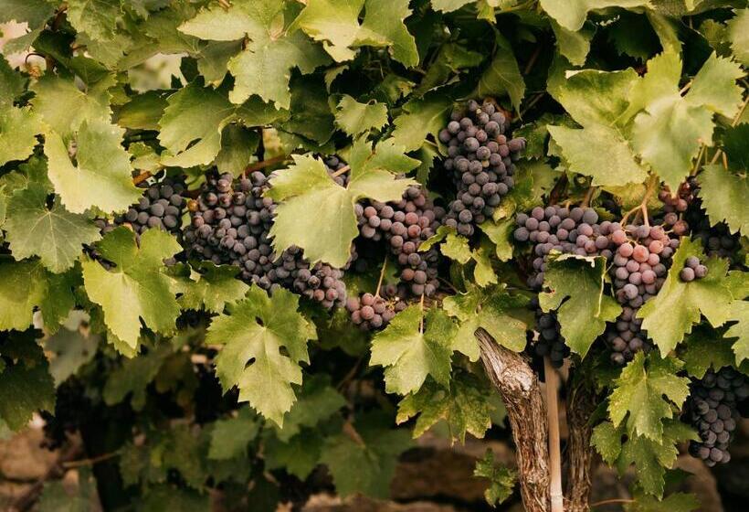 酒店 Sagecliffe Resort & Spa