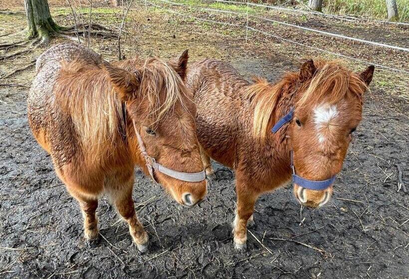 Pensjonat 小さな森の貸し切り宿forest House Ranapirica