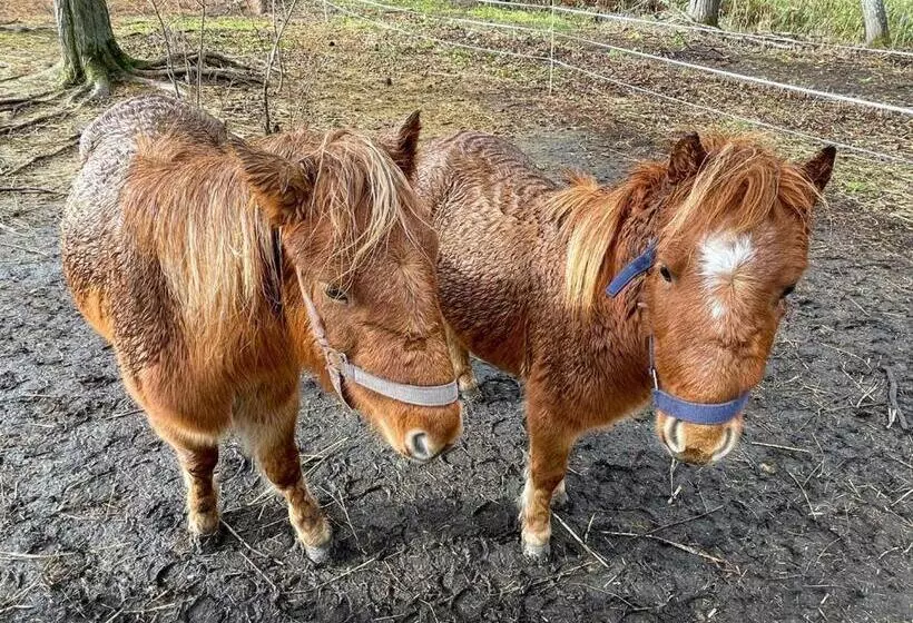 ペンション 小さな森の貸し切り宿forest House Ranapirica