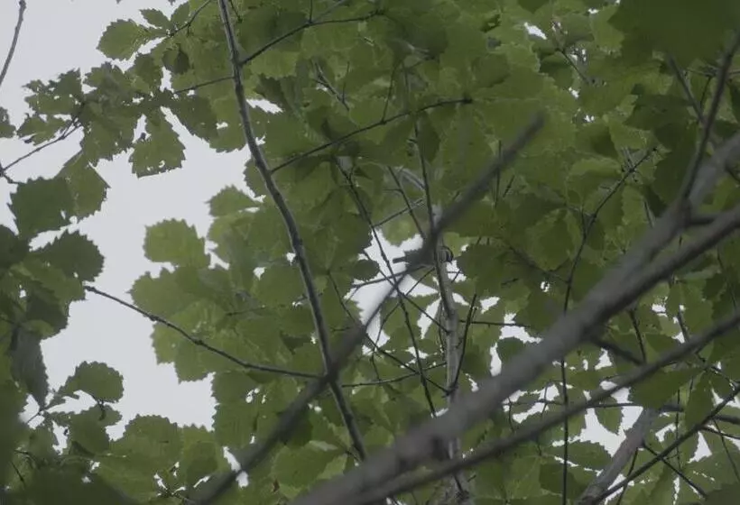 ペンション 小さな森の貸し切り宿forest House Ranapirica