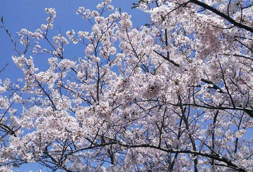 ريوكان Shirasakiso