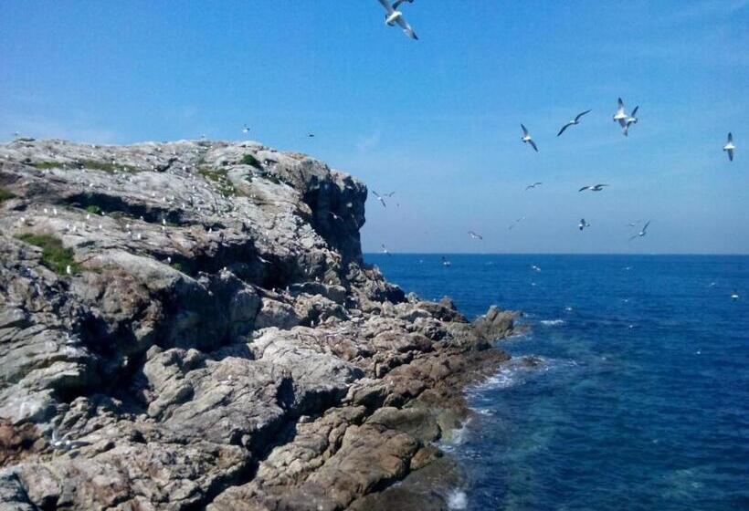 ريوكان Shirasakiso