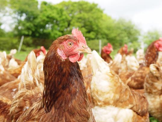 مبيت وإفطار Bradridge Farm