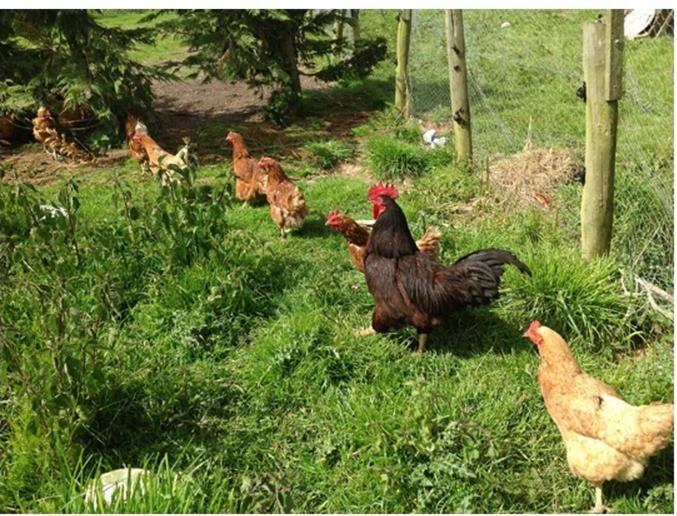 مبيت وإفطار Bradridge Farm