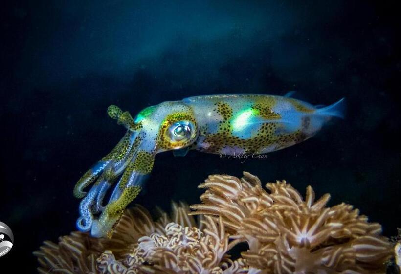 K2 Lembeh Dive Resort