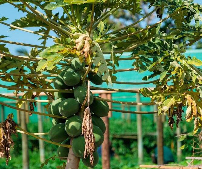 فندق Viwa Island Resort