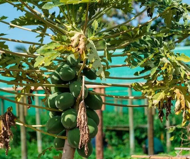 בית מלון כפרי Viwa Island Resort