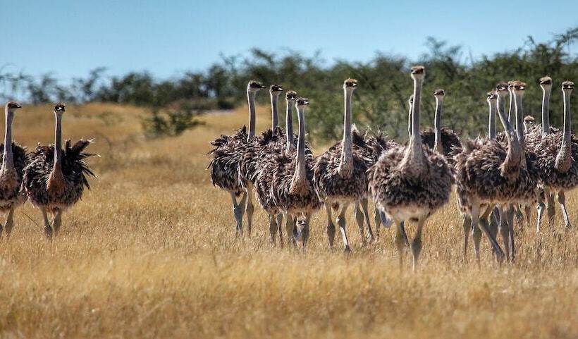 Отель Solitaire Lodge
