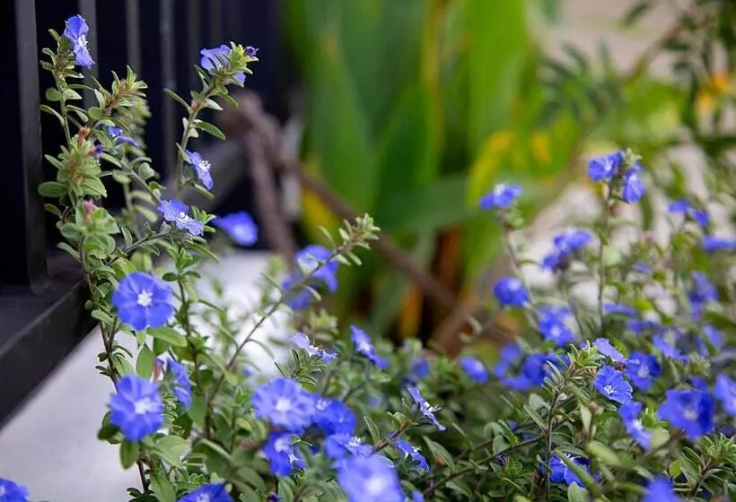 Majatalo Negombo Green Palace