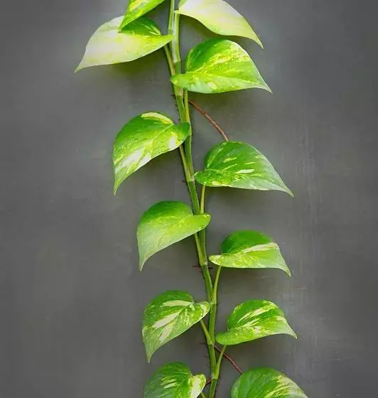 Majatalo Negombo Green Palace