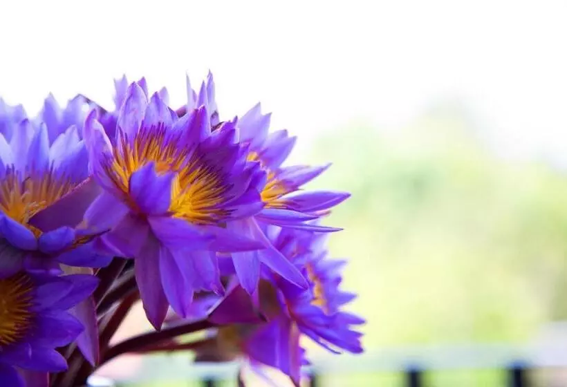 Majatalo Negombo Green Palace