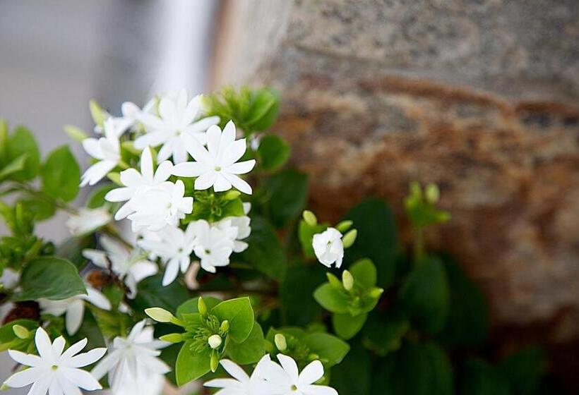 بنسيون Negombo Green Palace