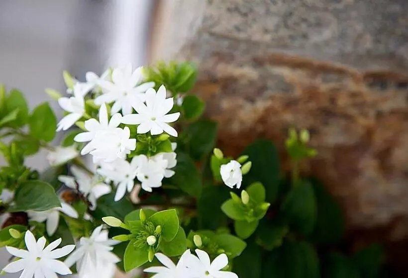 Majatalo Negombo Green Palace