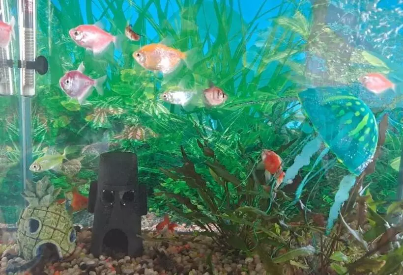 ホテル Bolivariano