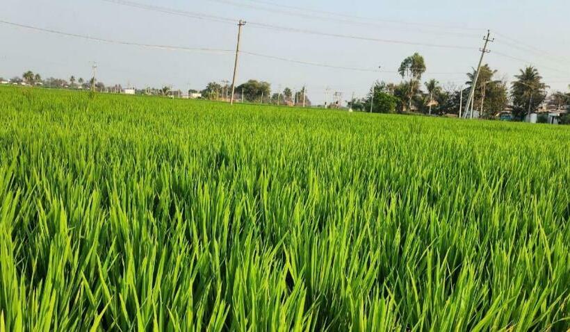 בית מלון כפרי Chandana Green View Resort