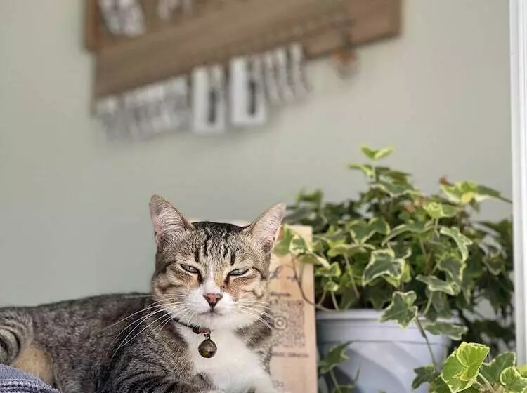 Majatalo Ivory House Sriracha