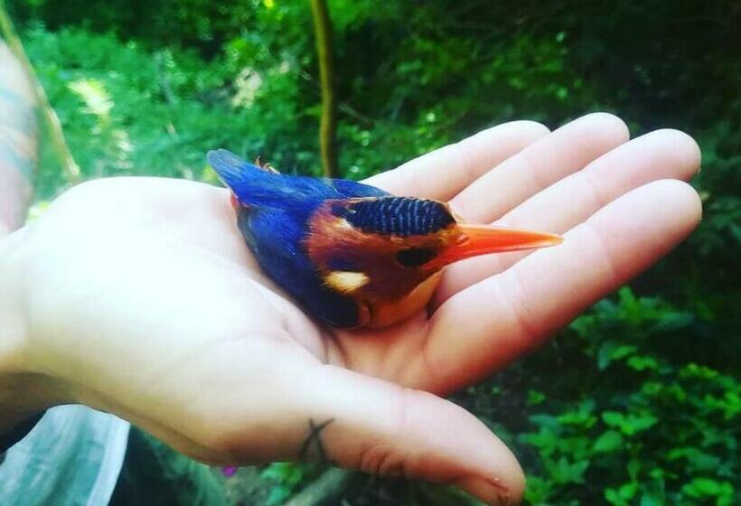 فندق صغير In The Green Backpackers