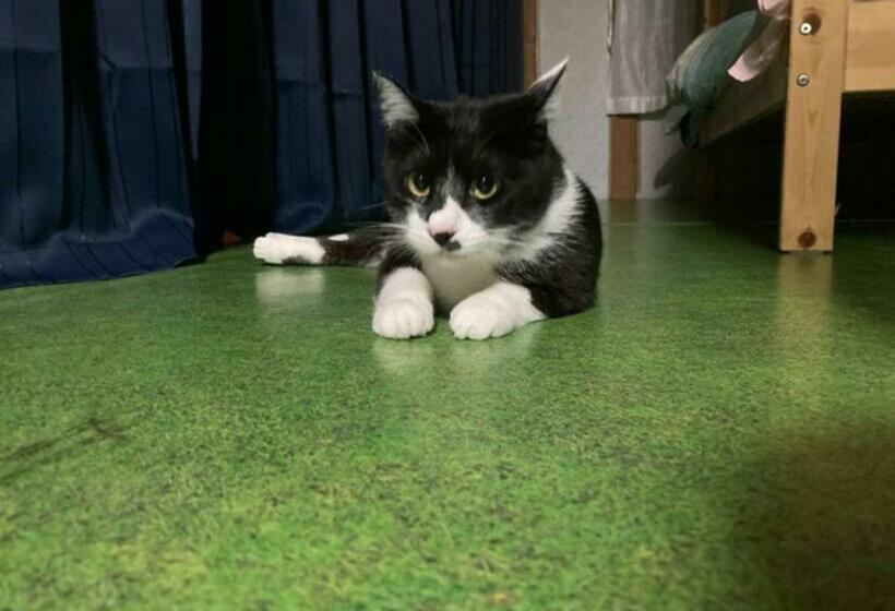 ペンション Nihonichi Shoboi Guest House   Vacation Stay 13383