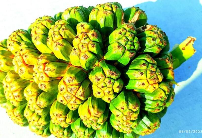 پانسیون Saima Inn