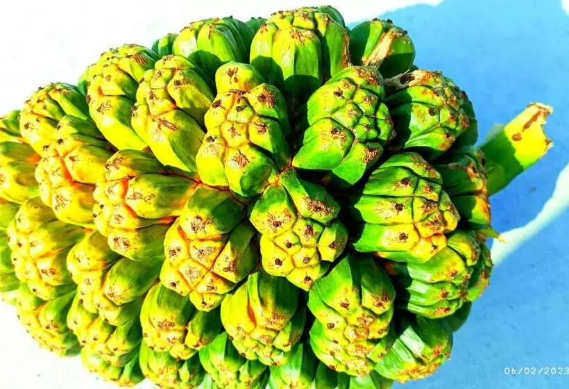 پانسیون Saima Inn